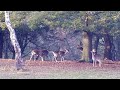 Rutting fallow deer (dama dama)