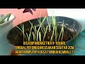 TUTORIAL MENANAM RUMPUT GANDUM (WHEATGRASS)