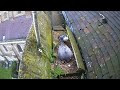 The St Albans Cathedral Peregrine Falcons - The First Chick