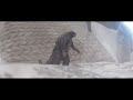 Godzilla Attacks | Really Short Films