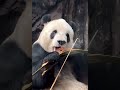 Watch How Panda Meng Er Split Bamboo #panda #menger #萌二 #멍얼 #beijingzoo #cute #funny #funnymoments
