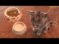 Kleines Kätzchen unterwegs 🙀 Ein süßes Katzen Spiel für Kinder (deutsch)