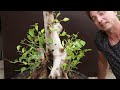 Commercial ficus bonsai rebuild - 12 month timelapse