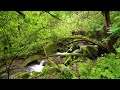 Relaxing Piano Music Bamboo Water Fountain, Sleep Music, Relaxing Music, Meditation Music