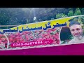 لیچی کے باغات | Lychee Harvesting