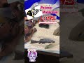 top5 pleco L095 Pseudorinelepis cf. genibarbis #trending #pecestropicales #shortvideo #shorts