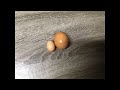 World’s smallest Chicken Egg 😱🥚