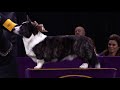 Group judging for the Herding Group at the 2019 Westminster Kennel Club Dog Show | FOX SPORTS