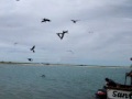 La Tortuga Island (Isla La Tortuga), Venezuela