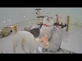 😹 Funniest Cats and Dogs Videos 😹 Funniest Animals 2024 🤣