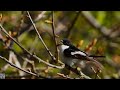 Eurasian wryneck / European pied flycatcher Vendehals Svarthvirfluesnapper  Nikon coolpix p1000