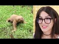 The CUTEST Animals On Tik Tok 2