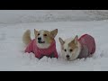 コーギーのゆき＆ゆめ　雪遊び　Corgi playing in the snow.