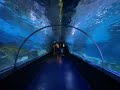 首爾COEX水族館#seoul #aquarium #coex aquarium#韓國自由行