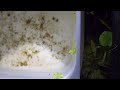 Rhadinocentrus Ornatus fry, first intentional spawn (Lowell's Fish Lab breeder box) @FathomAquatics