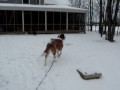 Dogs in the Snow - Part Four