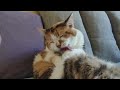 Relaxing CAT Ukraine CAT WORKING HARD The CAT LADY TARA YOGA #relaxing #cat #cute #funny #funnyvideo