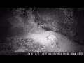 Wild Coons and more Coons, Foxes and Possum at Moms Trail Camera Night 3 April 2024