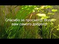 Мой 30 л аквариум в мае/Гуппи эндлера и креветки/My 30L tank in May/Endler guppies and cherry shrimp