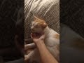 a video of my cat,