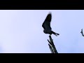 Epic Mississippi Kite Timelapse with Slow Motion Ruffling and Takeoff!