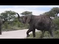 Wildlife of Namibia: Large Elephant herd in Etosha near Namutoni