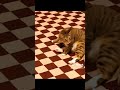hilarious cat video