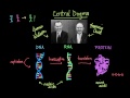 Central dogma of molecular biology | Chemical processes | MCAT | Khan Academy