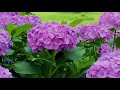 TOKYO. Hydrangea flowers with Historical structures. #4K #府中市郷土の森博物館