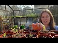 How To Fix Leggy Flower Seedlings | They Can Be Rescued!