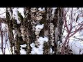 Another Day, Another Trail - Moss Lake (Short Loop), Elk Island National Park, Alberta, Canada