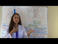 Lung Auscultation Landmarks, Sounds, Placement Nursing | Assessing Lungs Part 1
