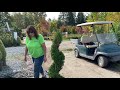 How To: Prune A Spiral Topiary + Topiary Tour