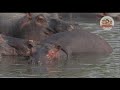 Nile Crocodile Approaches Herd of 500 Hippos! And at Night Hyenas Eye on Baby Hippo...