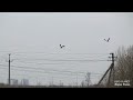 Чибисы. Брачные полеты и голос чибисов. Lapwings. Mating flights and the voice of lapwings.