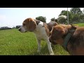 Beaglefreilauf #231 Sommergefühle und Beagle-Spaß pur! 🐶☀️