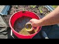Compost Tea from grass clippings