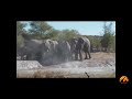 Herd Of Elephants Rescues A Calf - So Beautiful! -  Latest Sightings