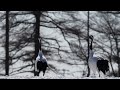 Courtship dance of Japanese cranes：タンチョウの求愛ダンス