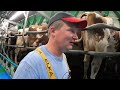 HOW TO MILK COWS!!... 150 COWS MILKED IN RAPID TIME!