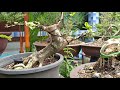 ชมสวนใหม่ บอนไซบ้านโพธิ์ ไม้สวยราคาถูก Banpho Bonsai Garden