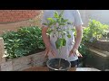 طريقة زراعة الفلفل من البذور والأنبات حتى حصاد الثمار
