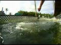 Tarpon Hand Feeding at Robbie's Marina Islamorada