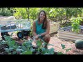 Quick and Easy Raised Bed Irrigation System - Garden In Minutes