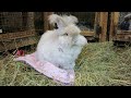 Fluffernutter Peanutbutter English Angora Rabbit