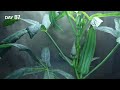 Okra Plant Growing Time Lapse - Seed to Pod (115 Days)