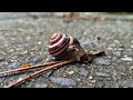 a snail enjoying its meal :3