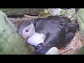 How Mother Puffin Laying Eggs And Feeding Her Babies