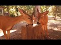 A Day at the Stump