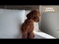 Fascinating! Toy poodle tilts his head left and right  - Bird Chirping Edition🐦🐶